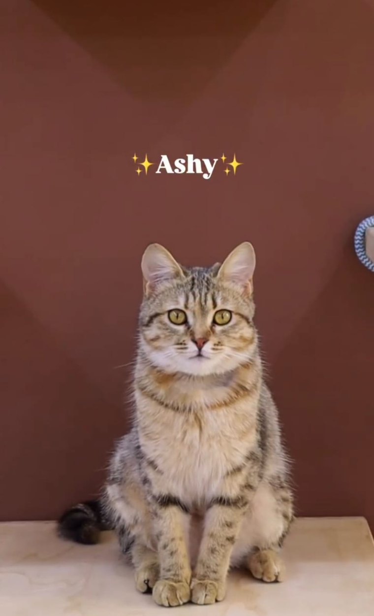آشي
