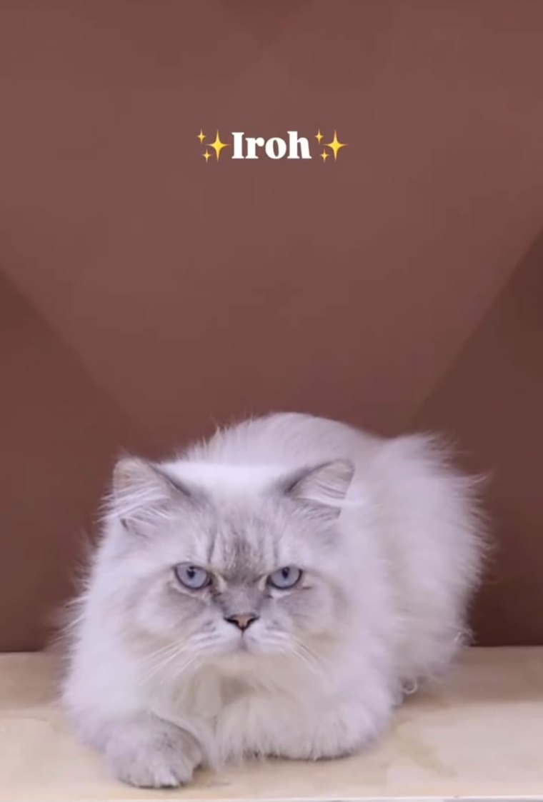 آيروه