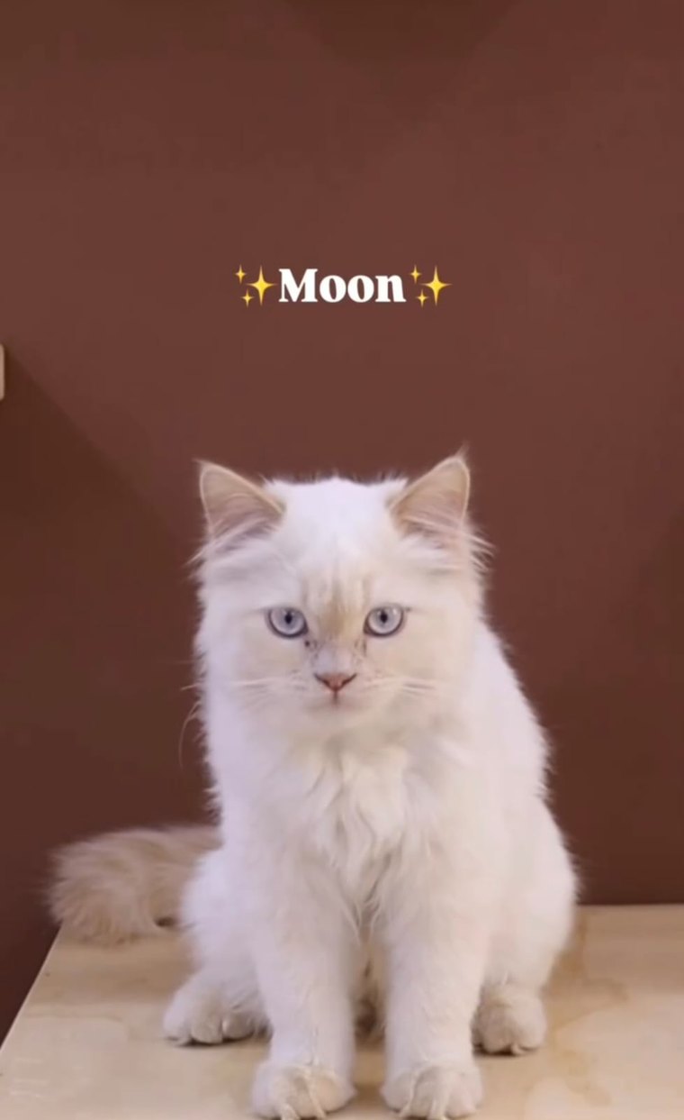 مون